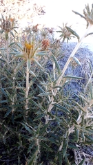 Berkheya angustifolia