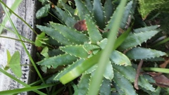 Aloe brevifolia