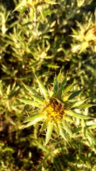 Berkheya angustifolia