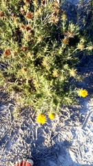 Berkheya angustifolia