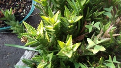 Aloe juvenna