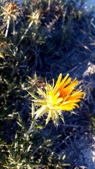 Berkheya angustifolia