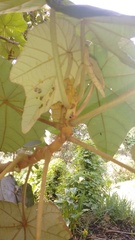 Chiranthodendron pentadactylon