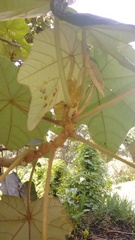 Chiranthodendron pentadactylon
