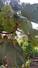 Chiranthodendron pentadactylon
