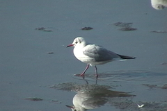 Chroicocephalus ridibundus