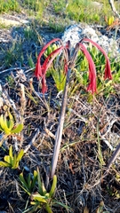 Cyrtanthus fergusoniae