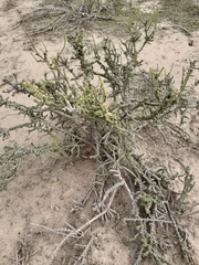 Junellia seriphioides