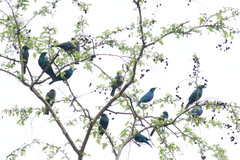 Lamprotornis chalybaeus