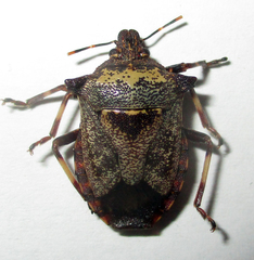 Glypsus conspicuus