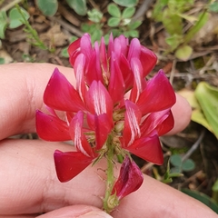 Sulla coronaria image