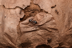 Pheidole nodus