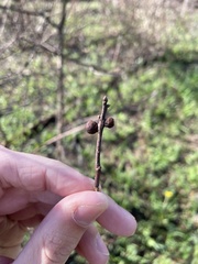 Kokkocynips