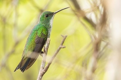 Chrysuronia leucogaster