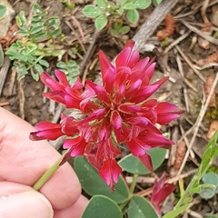 Sulla coronaria image