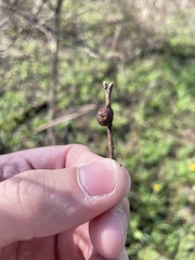 Kokkocynips
