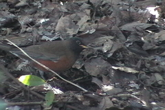 Turdus chrysolaus