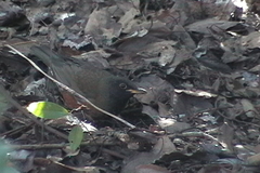 Turdus chrysolaus