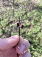 Kokkocynips