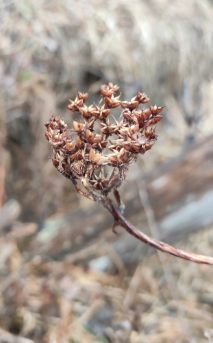 Sedum phedimus 'Lemon Ball'