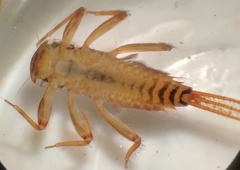 Maccaffertium mediopunctatum mediopunctatum