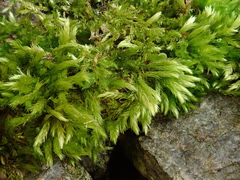 Brachythecium tommasinii