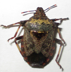 Glypsus conspicuus