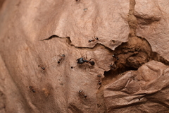 Pheidole nodus