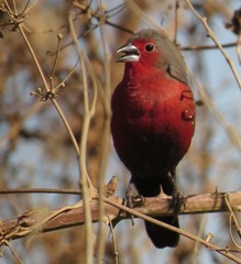 Lagonosticta rubricata