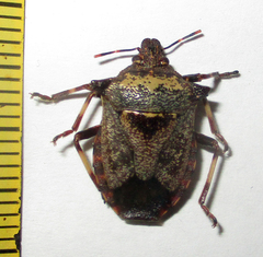 Glypsus conspicuus