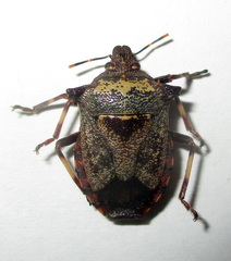 Glypsus conspicuus