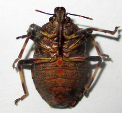 Glypsus conspicuus