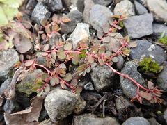 Euphorbia makinoi