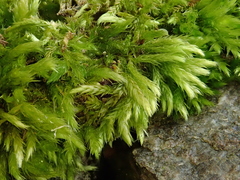 Brachythecium tommasinii