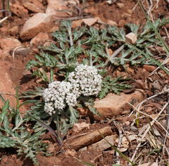 Lomatium orientale