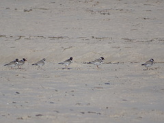 Thinornis cucullatus