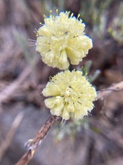 Eriogonum douglasii