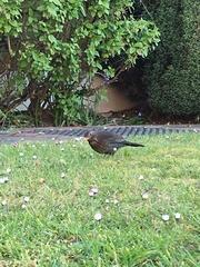 Turdus merula