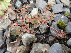 Euphorbia makinoi