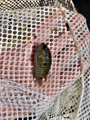 Cichlasoma bimaculatum