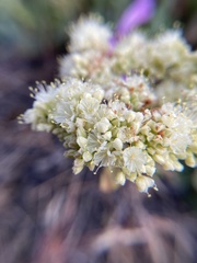 Eriogonum compositum