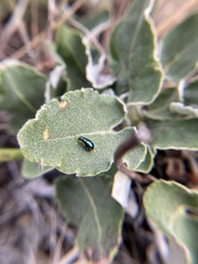 Eriogonum compositum