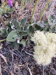 Eriogonum compositum
