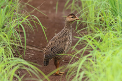 Pternistis icterorhynchus