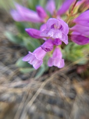 Penstemon barrettiae
