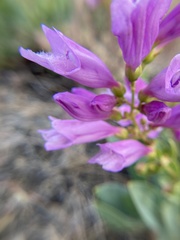 Penstemon barrettiae
