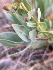 Penstemon barrettiae