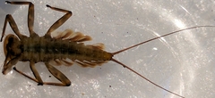 Epeorus dispar