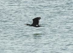 Phalacrocorax carbo