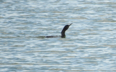 Phalacrocorax carbo
